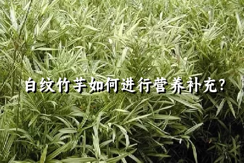 白纹竹芋如何进行营养补充？