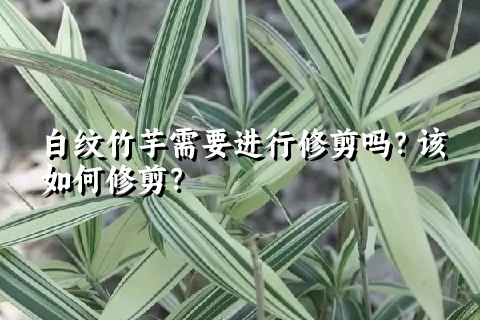 白纹竹芋需要进行修剪吗？该如何修剪？