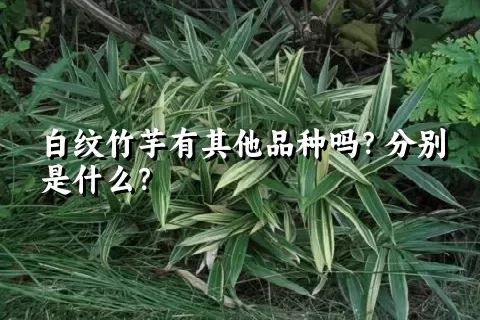 白纹竹芋有其他品种吗？分别是什么？