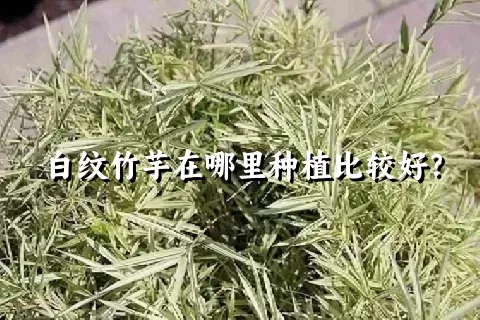 白纹竹芋在哪里种植比较好？