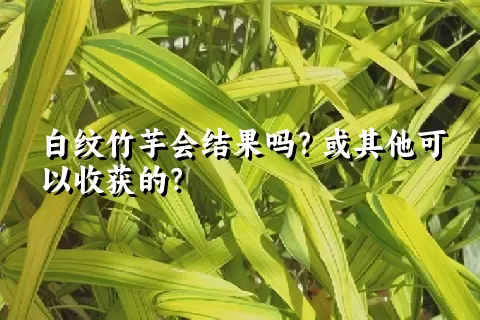 白纹竹芋会结果吗？或其他可以收获的？