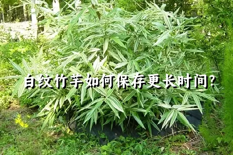 白纹竹芋如何保存更长时间？