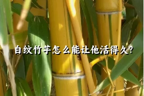 白纹竹芋怎么能让他活得久？