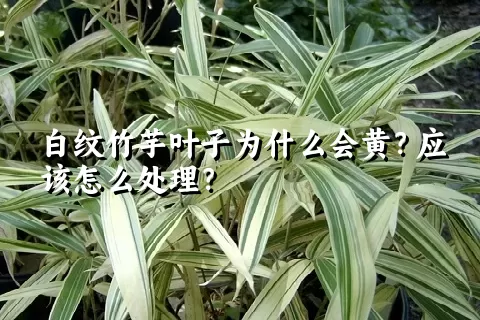 白纹竹芋叶子为什么会黄？应该怎么处理？