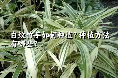 白纹竹芋如何种植？种植方法有哪些？