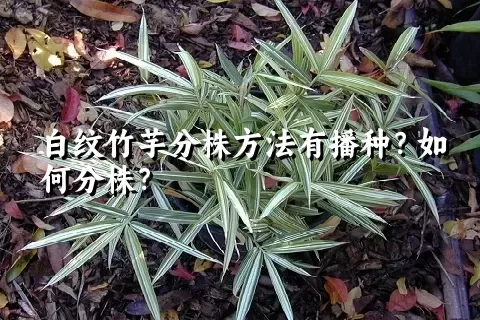 白纹竹芋分株方法有播种？如何分株？