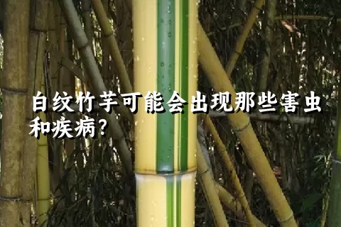 白纹竹芋可能会出现那些害虫和疾病？