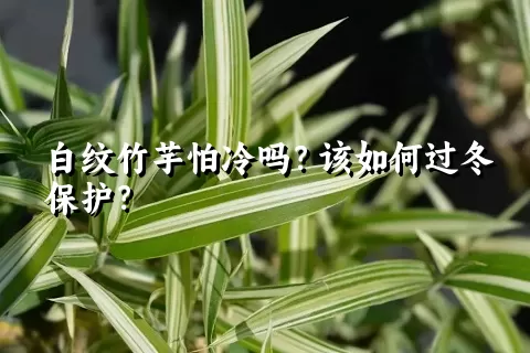 白纹竹芋怕冷吗？该如何过冬保护？