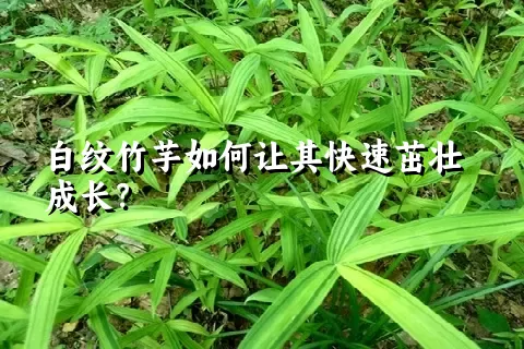 白纹竹芋如何让其快速茁壮成长？