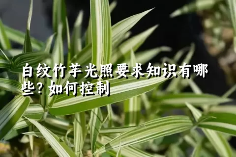 白纹竹芋光照要求知识有哪些？如何控制