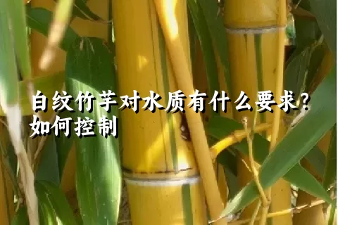 白纹竹芋对水质有什么要求？如何控制