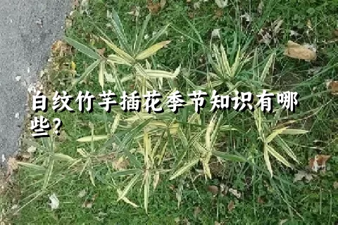 白纹竹芋插花季节知识有哪些？