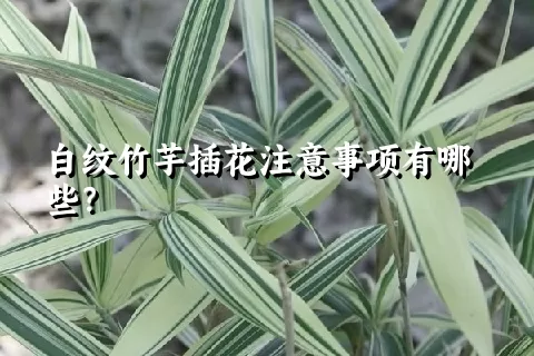 白纹竹芋插花注意事项有哪些？