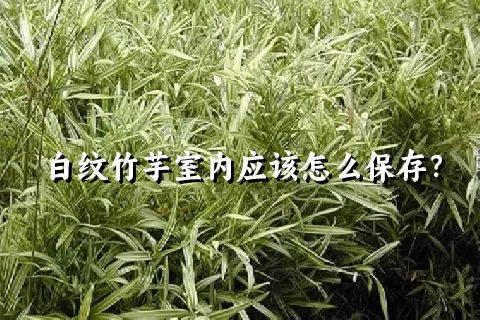 白纹竹芋室内应该怎么保存？