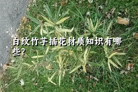 白纹竹芋插花材质知识有哪些？