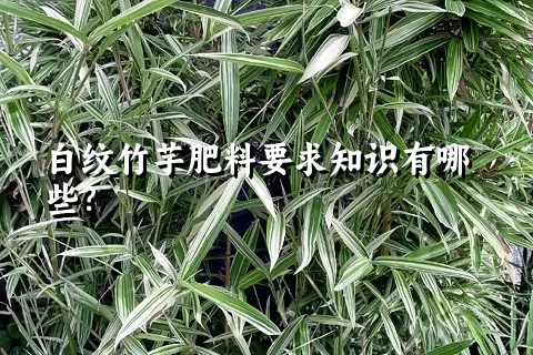 白纹竹芋肥料要求知识有哪些？