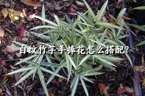 白纹竹芋手捧花怎么搭配？