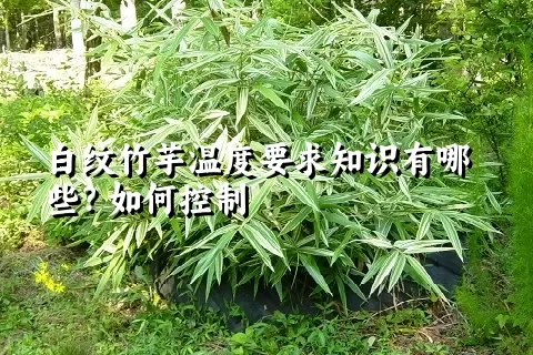 白纹竹芋温度要求知识有哪些？如何控制