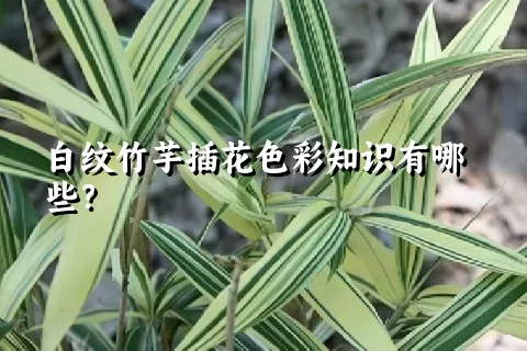 白纹竹芋插花色彩知识有哪些？