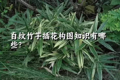 白纹竹芋插花构图知识有哪些？