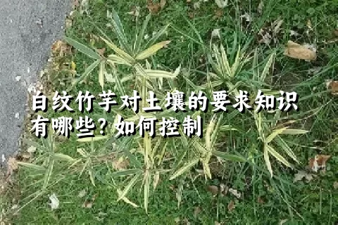 白纹竹芋对土壤的要求知识有哪些？如何控制