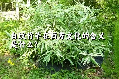 白纹竹芋在西方文化的含义是什么？