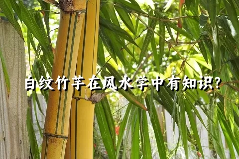 白纹竹芋在风水学中有知识？