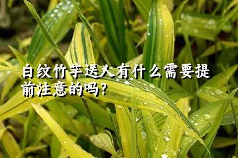 白纹竹芋送人有什么需要提前注意的吗？