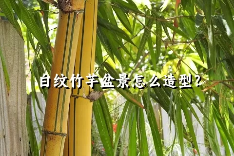 白纹竹芋盆景怎么造型？