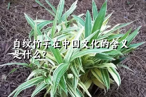 白纹竹芋在中国文化的含义是什么？