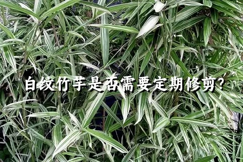 白纹竹芋是否需要定期修剪？