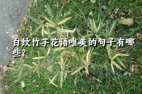 白纹竹芋花语唯美的句子有哪些？