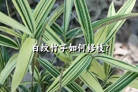 白纹竹芋如何修枝？