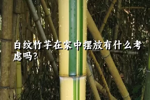 白纹竹芋在家中摆放有什么考虑吗？