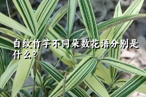 白纹竹芋不同朵数花语分别是什么？