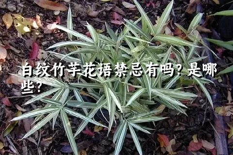 白纹竹芋花语禁忌有吗？是哪些？