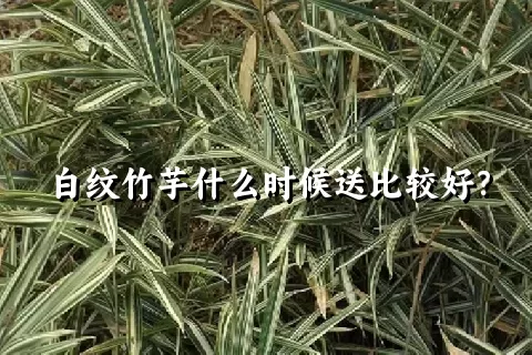 白纹竹芋什么时候送比较好？