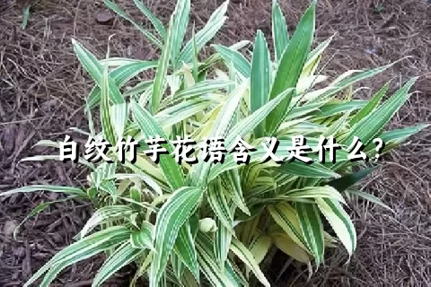 白纹竹芋花语含义是什么？