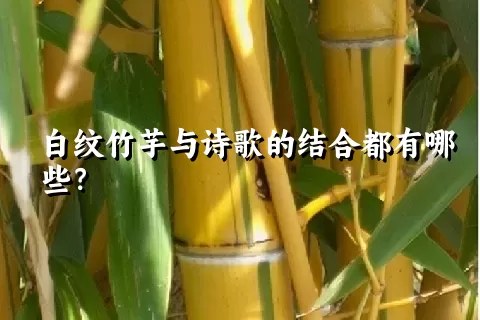 白纹竹芋与诗歌的结合都有哪些？