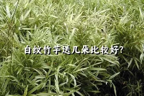 白纹竹芋送几朵比较好？