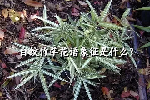 白纹竹芋花语象征是什么？