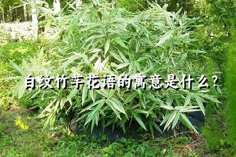 白纹竹芋花语的寓意是什么？