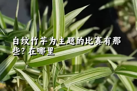 白纹竹芋为主题的比赛有那些？在哪里