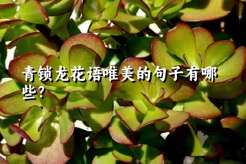 青锁龙花语唯美的句子有哪些？