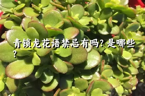 青锁龙花语禁忌有吗？是哪些？