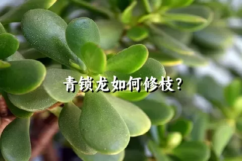 青锁龙如何修枝？