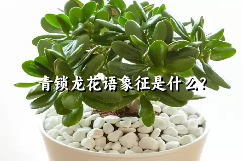 青锁龙花语象征是什么？