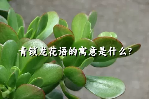 青锁龙花语的寓意是什么？