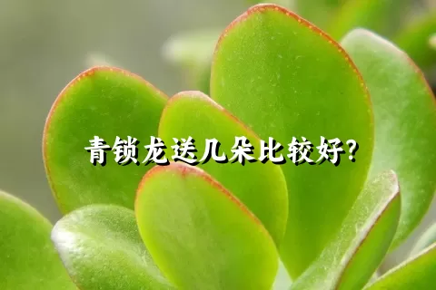 青锁龙送几朵比较好？