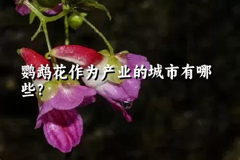 鹦鹉花作为产业的城市有哪些？